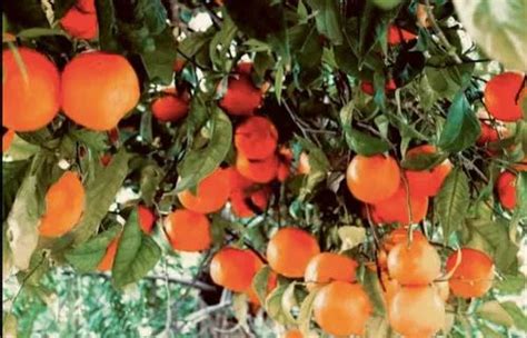 A Grade Maharashtra Nagpur Oranges Orange Nagpur Fresh Oranges
