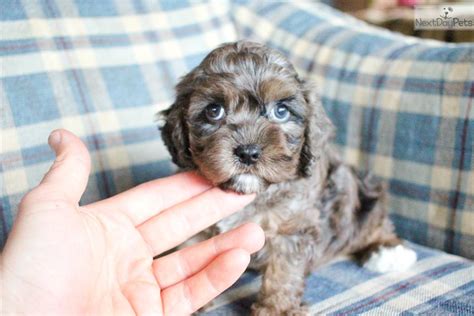 Join millions of people using oodle to find puppies for adoption, dog and puppy listings, and other pets adoption. Sinead : Cavapoo puppy for sale near Akron / Canton, Ohio ...
