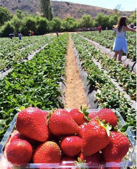 10 Charming Farms To Visit In Southern California
