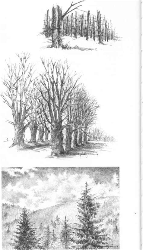 Mass Of Trees Without Foliage Drawing Nature Joshua Nava Arts
