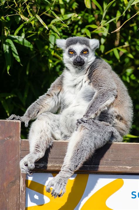 🦝 What A Funny Lemur 🍃 Lemur Madagascar Gasikaraexploration