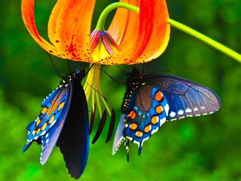 Butterfly Wallpaper Images Wallpaper Cave