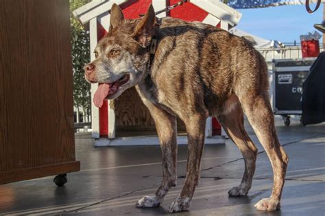Worlds Ugliest Dog Contest 2018 In California Dates And Map