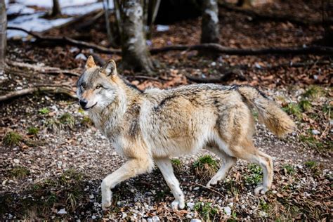 Conservationists Celebrate Northward Roaming Mexican Gray Wolf New