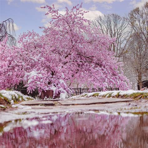 Cherry Blossoms In The Snow Ontario
