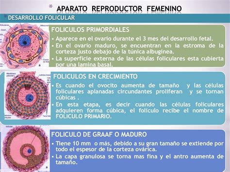 Histología Del Aparato Genital Femenino