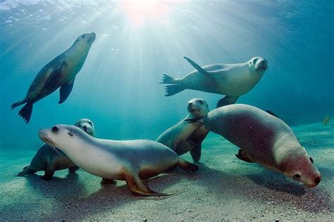 Rare And Endangered Australian Sea Lions Neophoca Cinerea Swim And