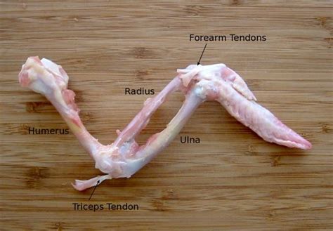 Dissecting A Chicken Wing Chicken Wings Muscular System Anatomy