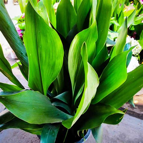 Most mistakes that occur with these plants involve overwatering (they dislike waterlogged soil) or placing them in direct sunlight. Cast Iron Plants For Sale Online | The Tree Center™