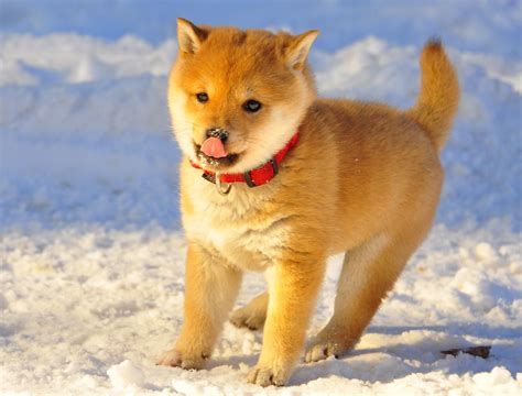 Shiba Puppy Happy In Snow Nikon D90 18 200vr 95mm 120 Flickr