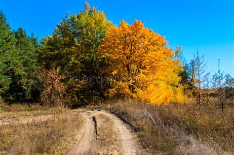 Dirt Road In Forest At Autumn Stock Image Image Of Leaf Lush 189910127
