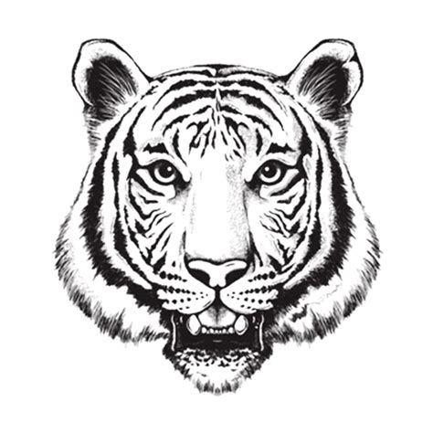 Tiger Head Drawing At Getdrawings Free Download