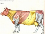 Bovinos de Carne: Razas,Anatomía Topográfica,Nomenclatura y Sistemas de ...