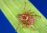 America's Most Common Ticks and How to Identify Them | Stacker
