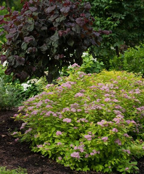 Double Play Big Bang Spirea Pahls Market Apple Valley Mn