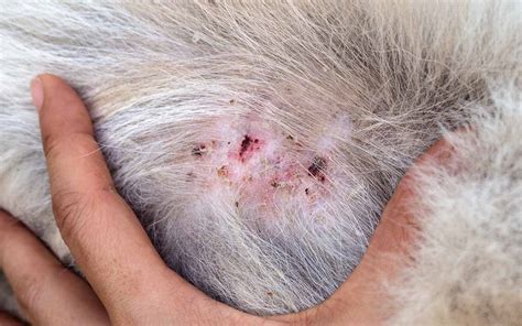 What Causes Pimples On Dogs Belly