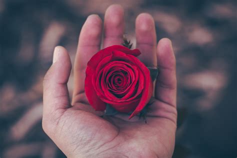 Descarga gratis esta foto de mano con rosa y descubre más de 10 millones de fotos de stock en freepik. Fotos gratis : mano, fotografía, flor, pétalo, floral ...