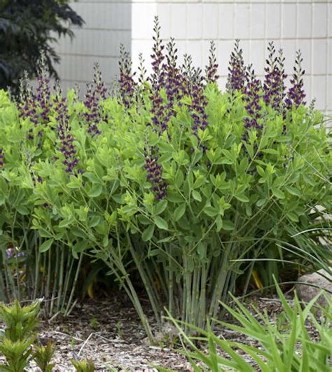 Baptisia Grape Taffy Reddish Purple Wild Indigo False Indigo