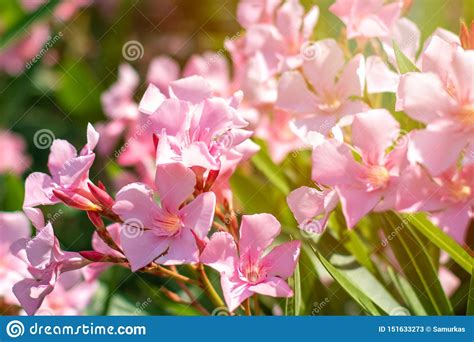 Beautiful Pink Nerium Oleander Flowers On Bright Summer Day Stock Image