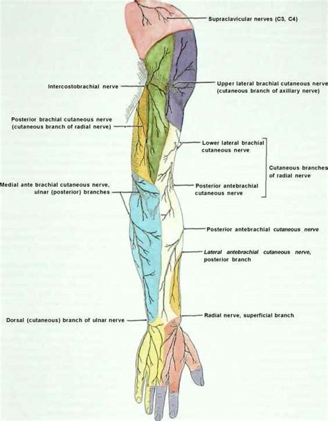 Cutaneous Nerves Of The Upper Zlimb Anterior View Muscles