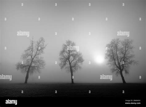 Three Trees In The Morning Mist Stock Photo Alamy