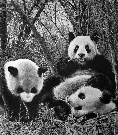 Mortons Musings Pandas