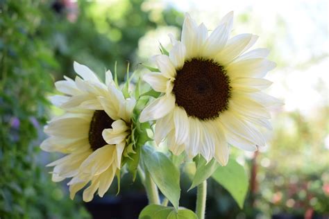 How To Grow Sunflowers In Pots Its Super Easy