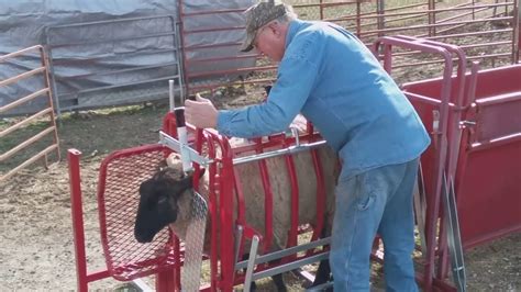 Ketchams Sheep Equipment Sheep And Goat Tilt Table Product Demo Youtube