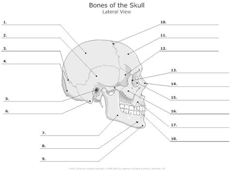 Printable skeleton leg bone via. lateral_view_of_the_bones_of_the_skull_unlabeled ...