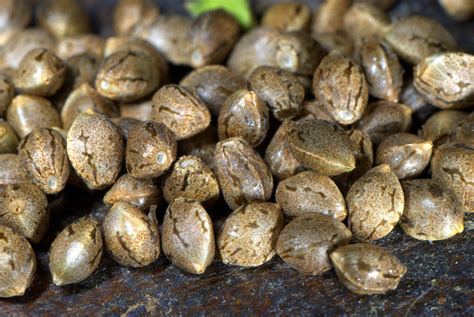 How To Buy The Best Cannabis Seeds Online For Your Small Grow 2019