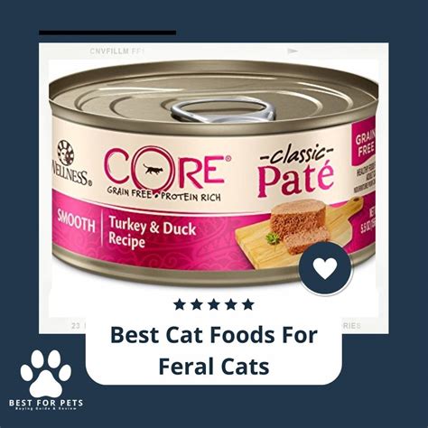 The 10 Best Cat Foods For Feral Cats Of 2022