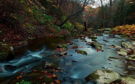 Forest River In Autumn Wallpaper Nature And Landscape Wallpaper Better