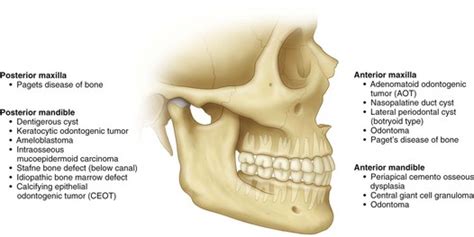 1 Oral And Maxillofacial Radiology Pocket Dentistry