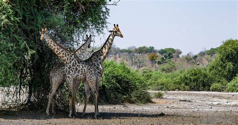 About Chobe National Park In Botswana Travel Information And All You Need To Know Before