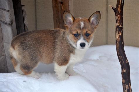 Located in liberty indiana, we carefully pick and raise our own breeding dogs to provide champion bloodlines, good temperament, and show qualities. Corgi Puppies For Sale | Ramey, PR #118960 | Petzlover