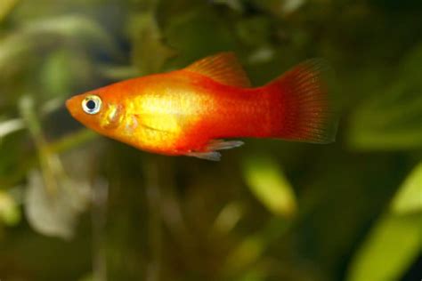 Platy Fish Xiphophorus Sp Care Sheet A Multi Colored Species