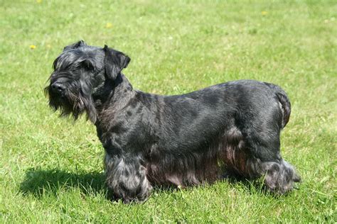 Cesky Terrier Dog Breed Characteristics And Care