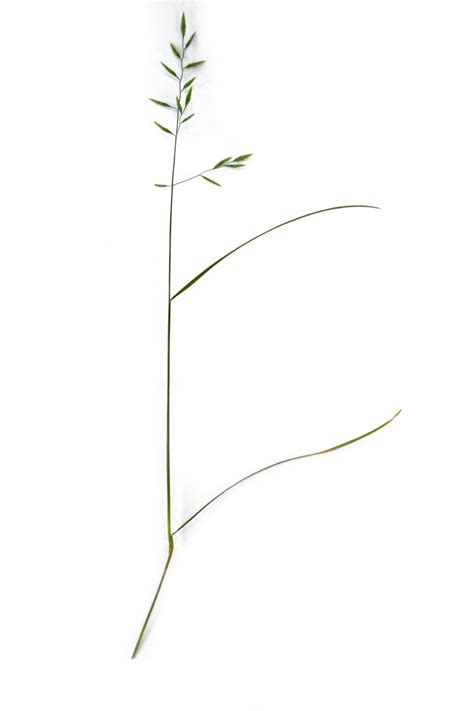 Slender Creeping Red Fescue Species Information