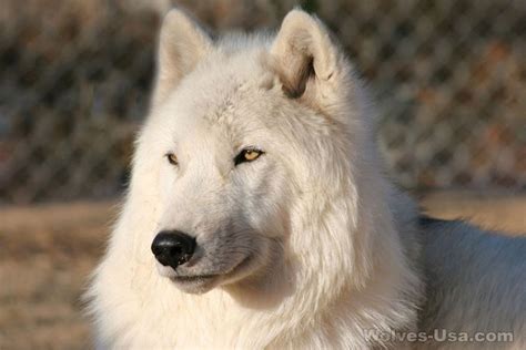 An All White Wolf Dogmy Dream Dog Wolf Dog Baby Exotic Animals