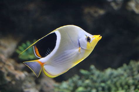 Saddle Butterflyfish Sunshine Aquarium Tokyo February 2016 Zoochat