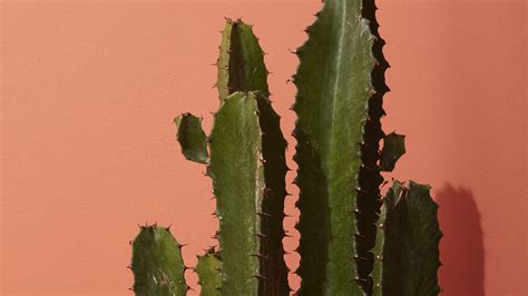 Cactus Desktop Wallpapers Top Free Cactus Desktop Backgrounds