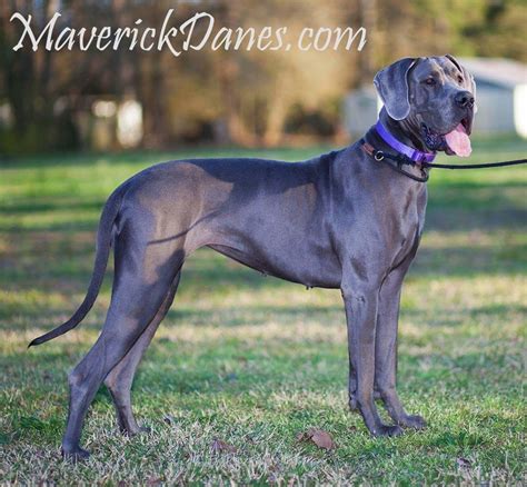 Types Of Great Danes Photos All Recommendation