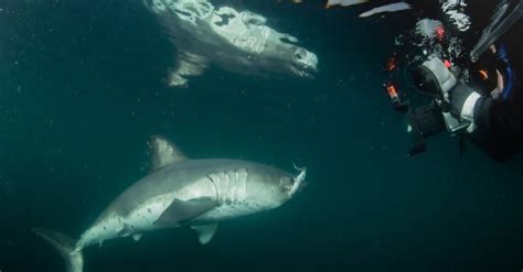 Alaskas Giant Shark Discover The Largest Salmon Shark On Record Az