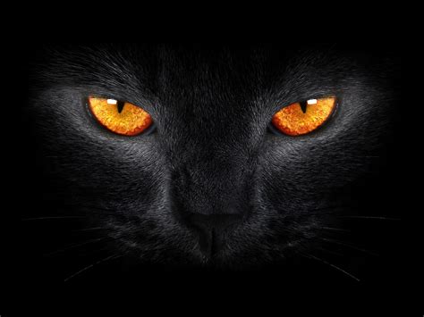 Free Download Hd Wallpaper Bombay Cat Eyes Black Cat Scary Yellow