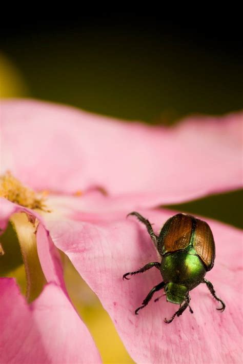 Identify And Control Japanese Beetles