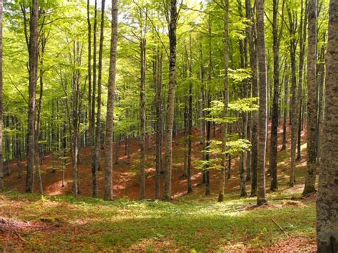 10 Most Beautiful Forests In Italy