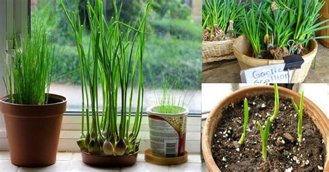 How To Grow Unlimited Supply Of Garlic Indoors Growing Plants Indoors