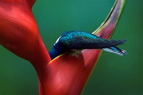 2019 Audubon Photography Award Winners