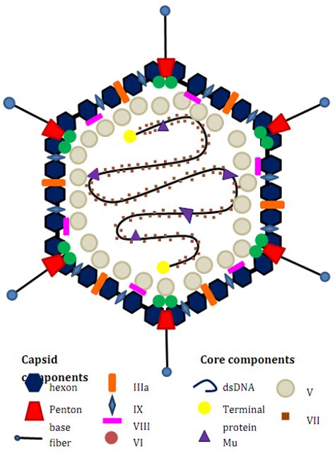 Pharmaceuticals Free Full Text Anti Viral Drugs For Human