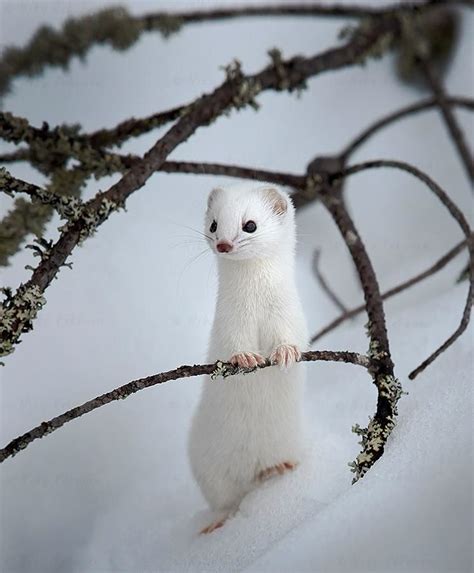 Least Weasel Mustela Nivalis In Winter 🇫🇮 Finland Photo By Niko